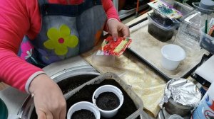 Сеем  ЛАВАНДУ  тремя способами.