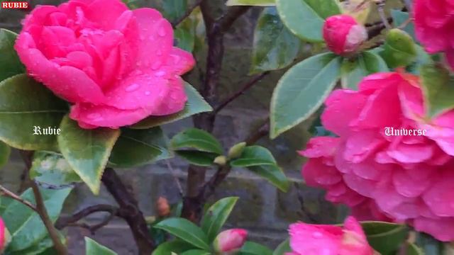 Camellia Japonica Pink Flower смотреть онлайн