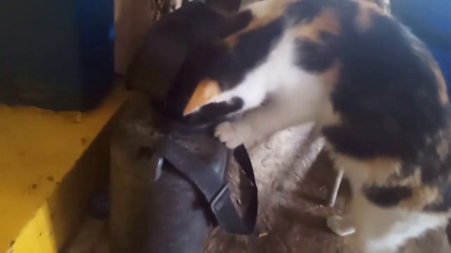 Кошка ловит рыбу смотреть онлайн