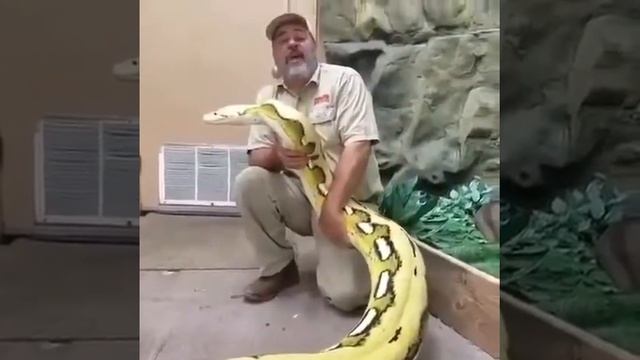 Самый огромный питон смотреть онлайн