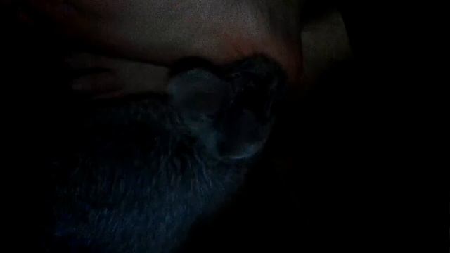 Кролик лижет ноги смотреть онлайн