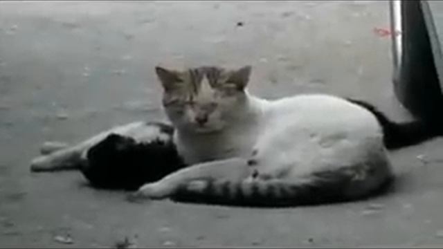 The cat tried to recover the girlfriend Оживляет подругу смотреть онлайн