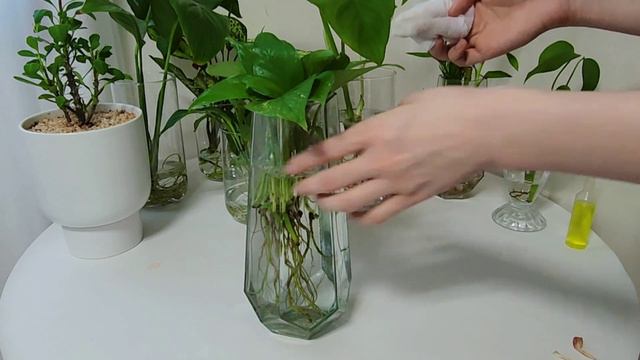 ASMR Plants care sound #plants #asmrsounds смотреть онлайн