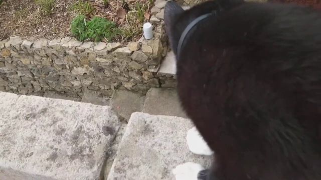 Знакомство кота Маркиза с природой. Пение птиц. смотреть онлайн