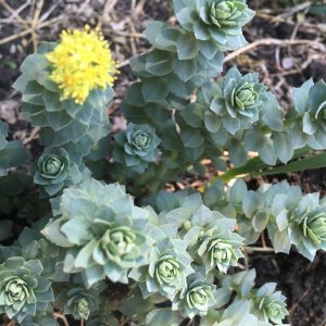 Родиола Розовая. Золотой корень в культуре садоводства. Селекционер Александр Сидельников