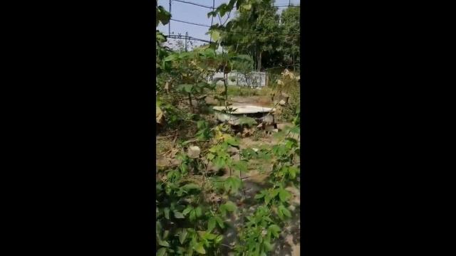 "Маракуйя Северная" у Александра. Посадка 2021года из корней. смотреть онлайн