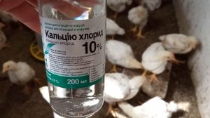 Бройлеры падают на ноги? Причина. Профилактика. Когда и что даю, им что бы это не случилось.