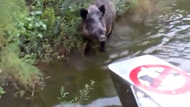 ШОК! Дикий кабан когда слышит шум мо... смотреть онлайн