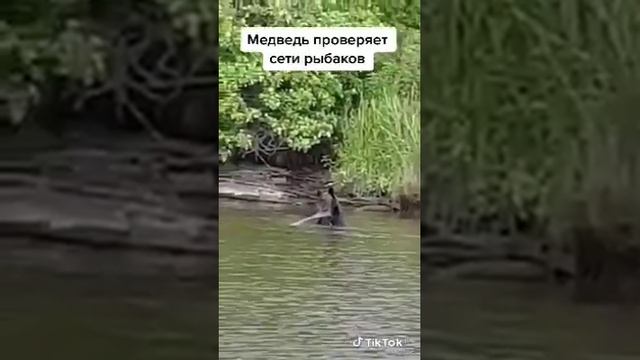 Медведь рыбак