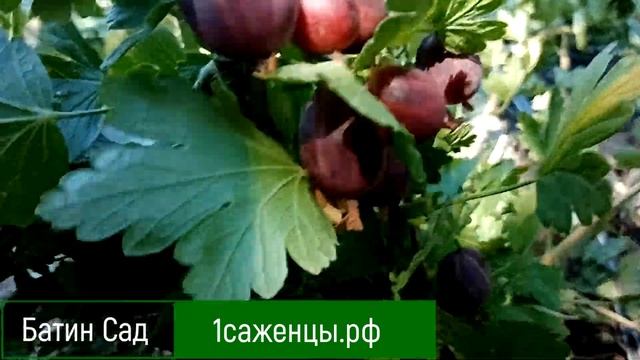 Крыжовник Кооператор смотреть онлайн