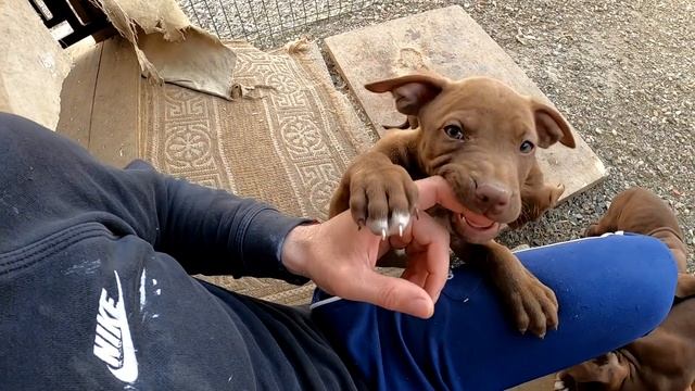 Щенки питбуля 2 месяца. Дракончики атакуют.