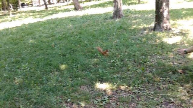 ?️ КАК КОРМИТЬ БЕЛОК С РУК В ПАРКЕ раскрываю секреты ЭТО СМОЖЕШЬ И ТЫ! чем и как кормить KiD Rose смотреть онлайн