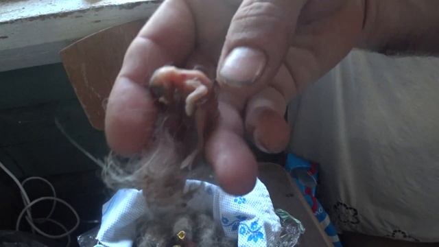 Спасаем птенцов от голода... смотреть онлайн