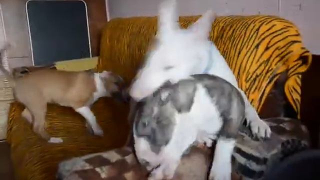 Бультерьеры Вика, Габар, Леди смотреть онлайн