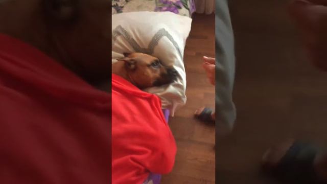 Собаки спят смотреть онлайн