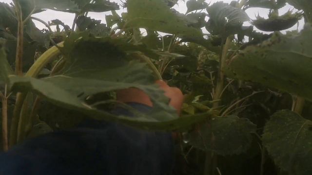 гусень жрёт шикарный подсолнух смотреть онлайн