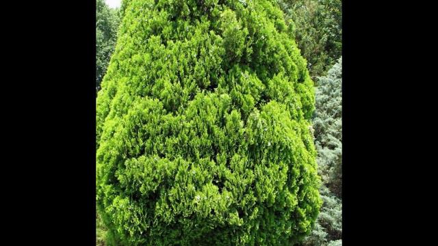 ПЛОСКОВЕТОЧНИК (PLATYCLADUS) сем. Кипарисовые смотреть онлайн