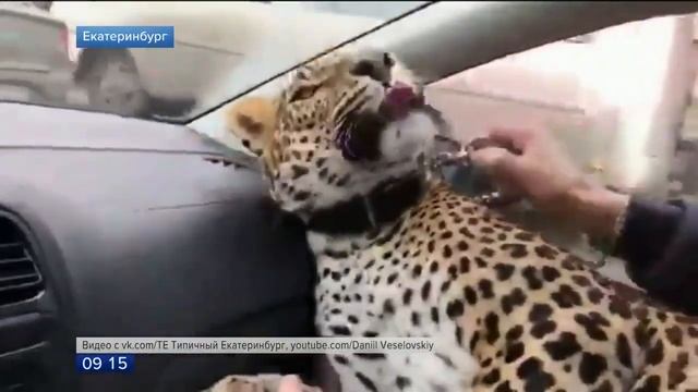 Екатеринбург, леопард в такси смотреть онлайн