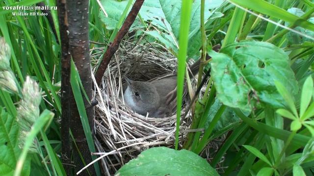 Sylvia Communis Greater Whitethroat, серая славка, гнездо