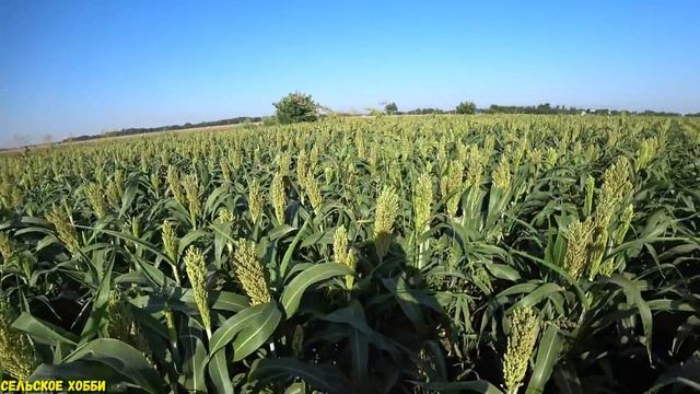 Потенциал Урожайности Сорго/Заменит ли Сорго Кукурузу/Цветение Белого Сорго (Аляска). смотреть онлайн
