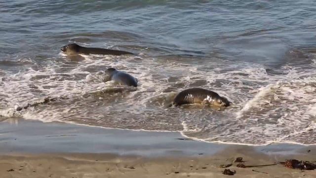 Elephant Seals. San Simeon. California Republic.