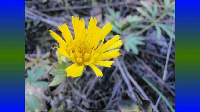 ЛИТОВК3А ноябрь 2012 г ПРИРОДА Футаж+Фон+Фото 19 смотреть онлайн