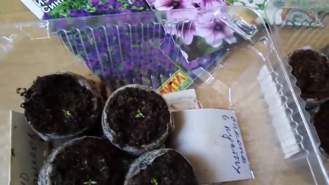 Обзор однолетников, которые уже посеяла и буду сеять в феврале-марте