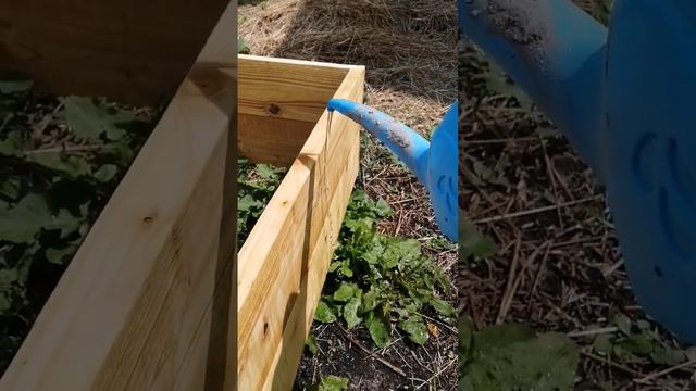 Влагостойкое масло для дерева. Тест спустя сутки #дача #diy #маслодлядерева смотреть онлайн