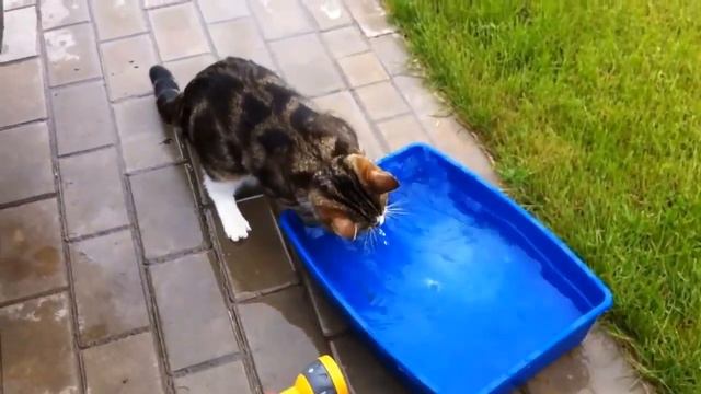 Кот моет свой лоток смотреть онлайн