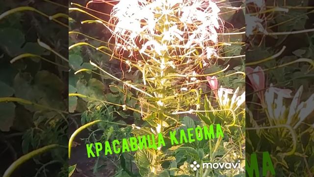 клеома смотреть онлайн