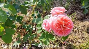 Розы ШРАБЫ. 8 лучших сортов моего сада.