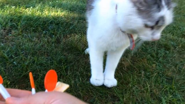 ПОЛОСА ПРЕПЯТСТВИЙ для КОТОВ ! КТО ЛУЧШЕ из ЖИВОТНЫХ? НОВЫЙ ЭКСТРЕМАЛЬНЫЙ ЧЕЛЛЕНДЖ смотреть онлайн