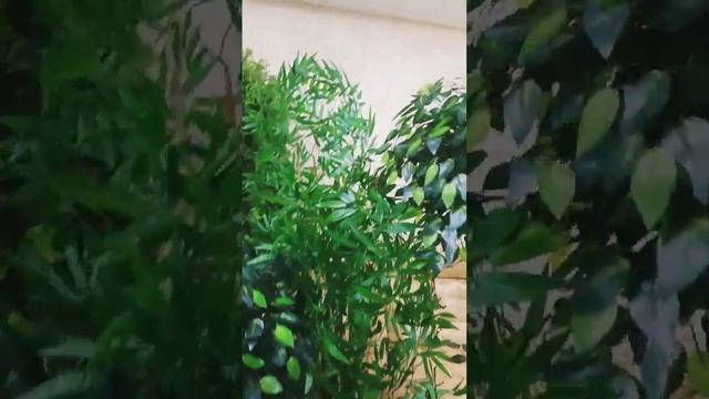 Искусственные деревья для наших постоянных заказчиков из г. Оренбург смотреть онлайн