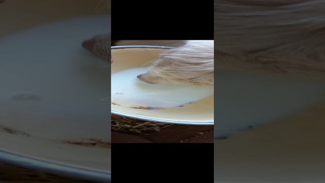 1000073066.mp4 малыши