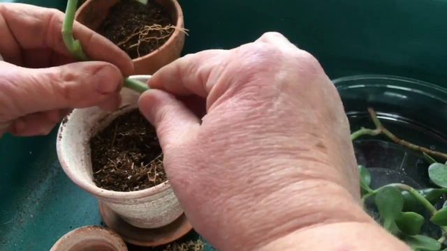 How to Propagate a Jade House Plant смотреть онлайн