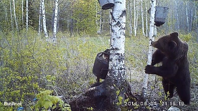 Сибирский медведь. Siberian brown bear cought on camera. смотреть онлайн