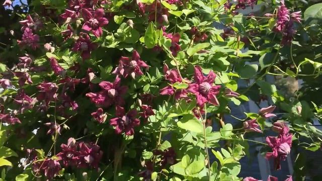 Сорта клематисов в моем саду! Заказ разных клематисов на 2019-2020 смотреть онлайн