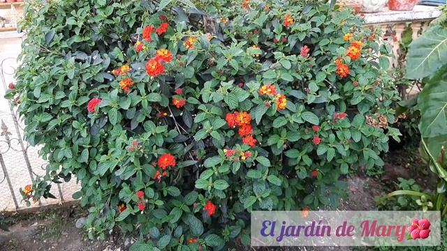 Tour Por El Jardín De Silvia🌺 (parte 2)