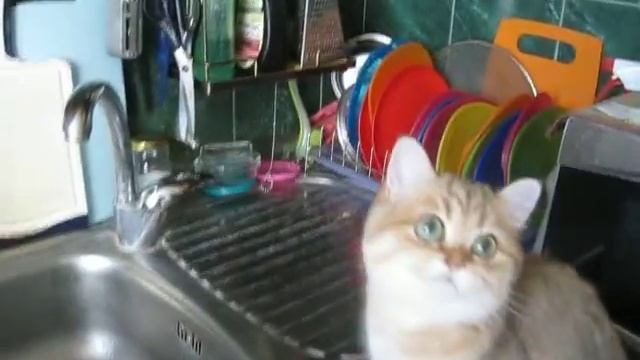 Британская шиншилла Дюшесс смотреть онлайн