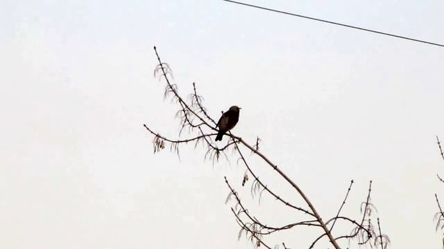 Дрозд рябинник, песня. Fieldfare, song смотреть онлайн