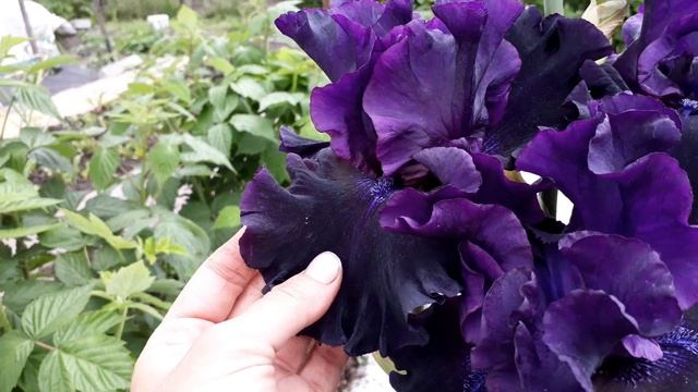 Ирис Badlands (Бедлэндс) смотреть онлайн