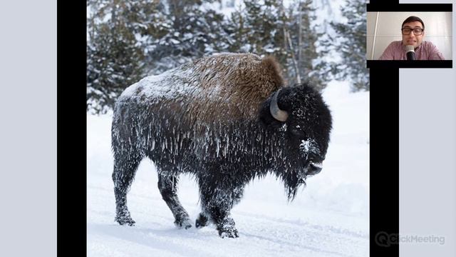 Отрывок видеолекции "Тираннозавр против спинозавра" смотреть онлайн