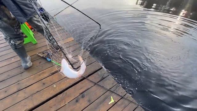 Обзор поимок форели с водоема смотреть онлайн