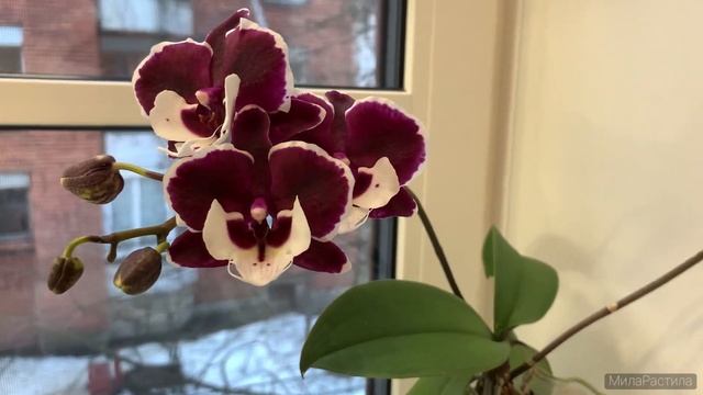 Приболела. Домашнее цветение азиатского фаленопсиса Санта Клаус. Phal. Allura “Santa Claus”. смотреть онлайн