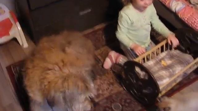 как подружить большую собаку с котёнком смотреть онлайн