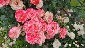 САМЫЕ ЛЮБИМЫЕ сорта роз, которые ШИКАРНО ЦВЕТУТ ВСЁ ЛЕТО. ПРЕКРАСНО растут в СРЕДНЕЙ ПОЛОСЕ РОССИИ