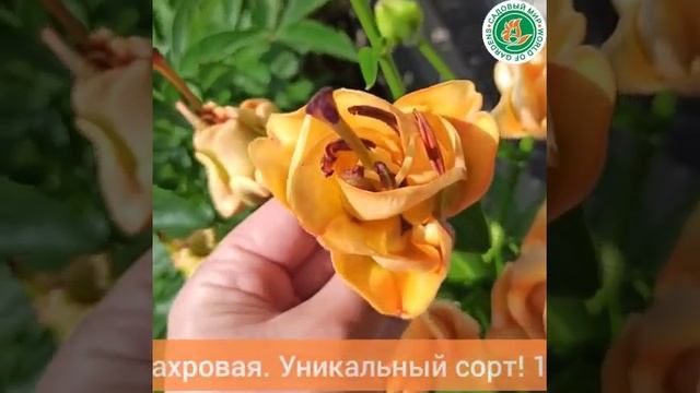 Лилия Эйприкот Фадж смотреть онлайн