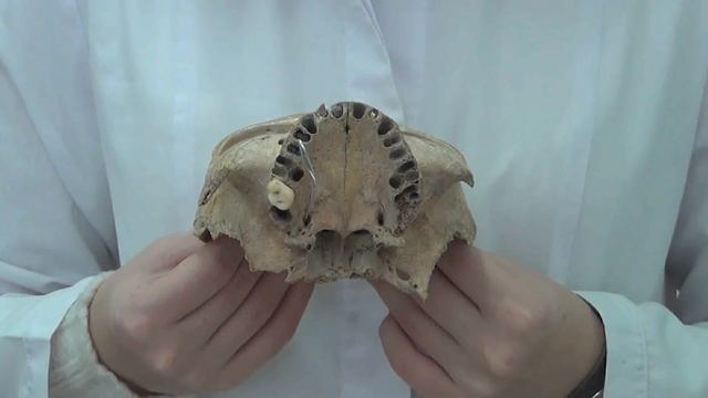 Крылонебная ямка