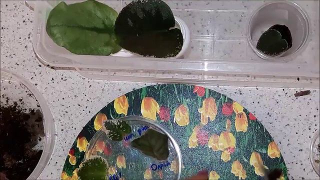13. Пересадка листиков фиалок из торфяных таблеток в воду. Гниль. смотреть онлайн