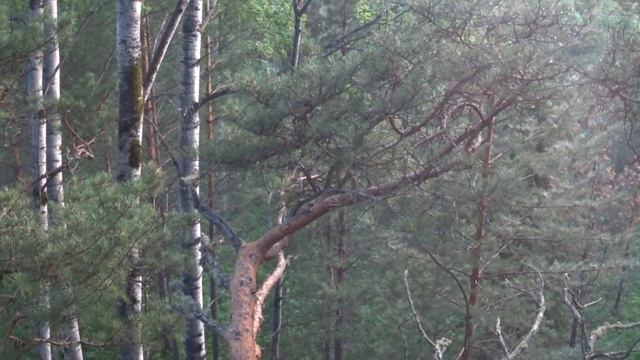 МОЕ ОХОТНИЧЬЕ ХОЗЯЙСТВО, ДИКИЕ ЗВЕРИ, СОЛОНЕЦ. смотреть онлайн